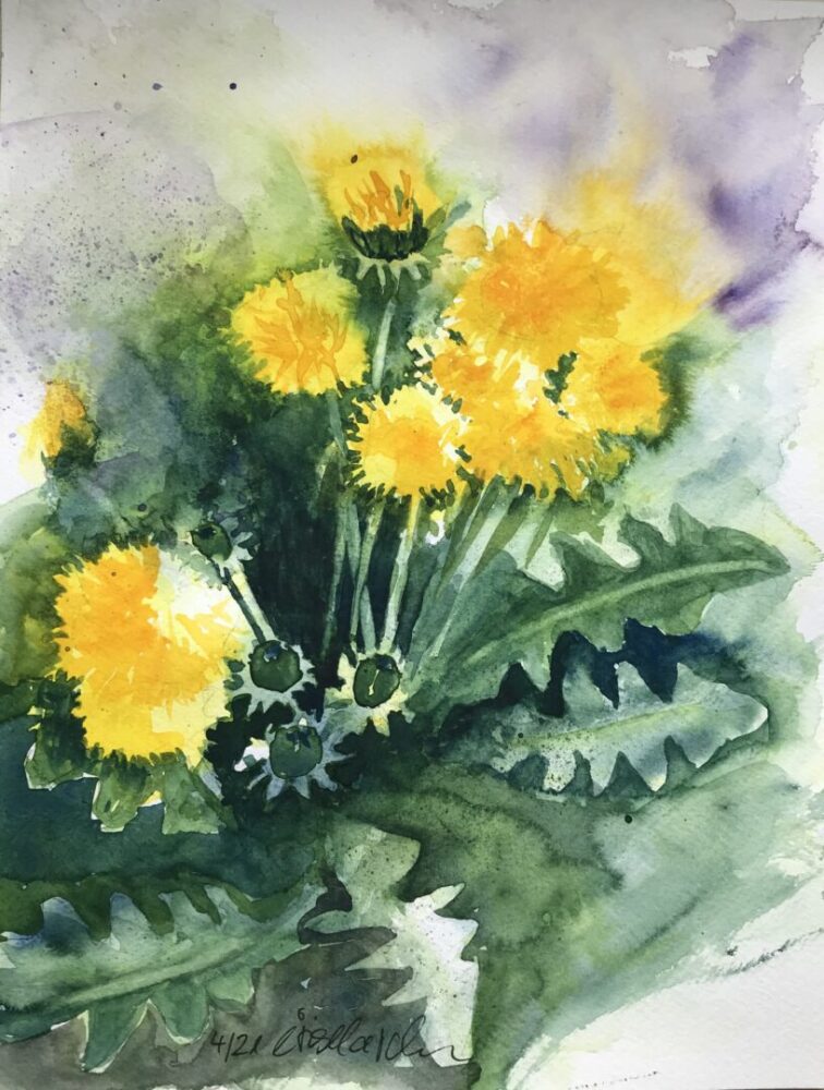 Löwenzahn | 27 x 37 cm | Aquarell auf Papier | 2021