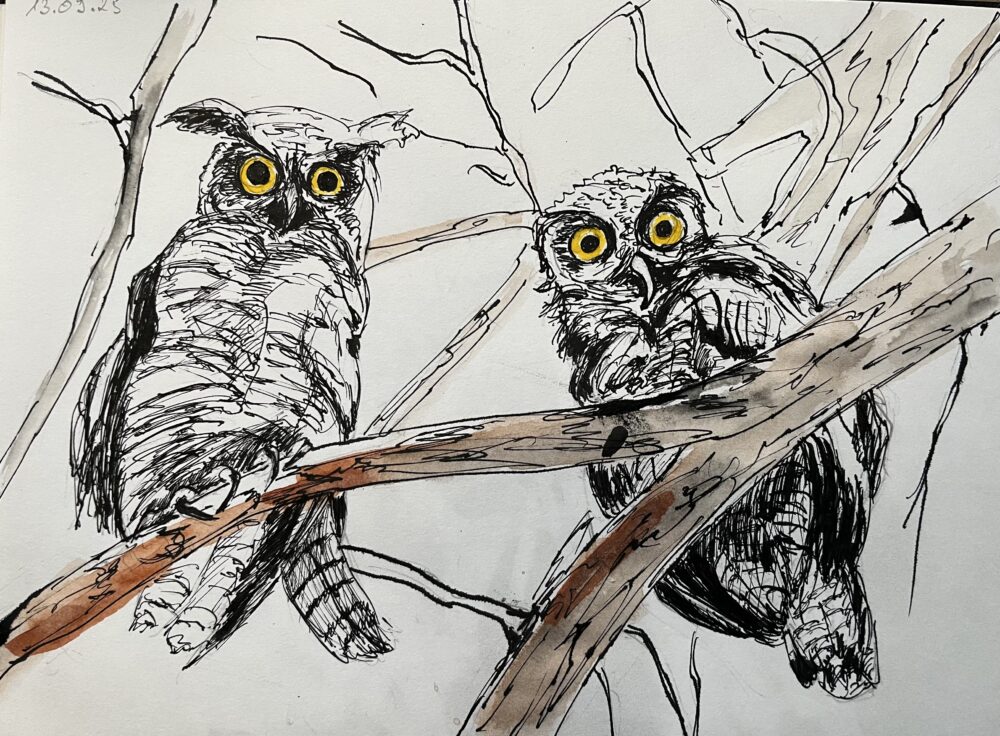 zwei Eulen | 20 x 27 cm | Tusche auf Papier | 2025