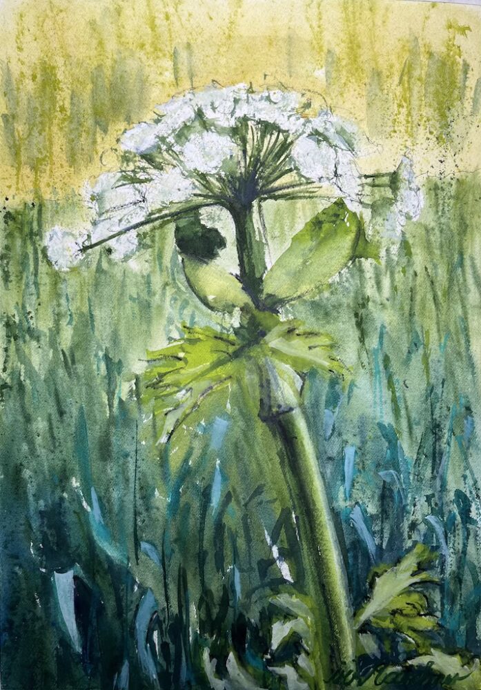 Bärenklau | 25 x 36 cm | Aquarell auf Papier | 2025